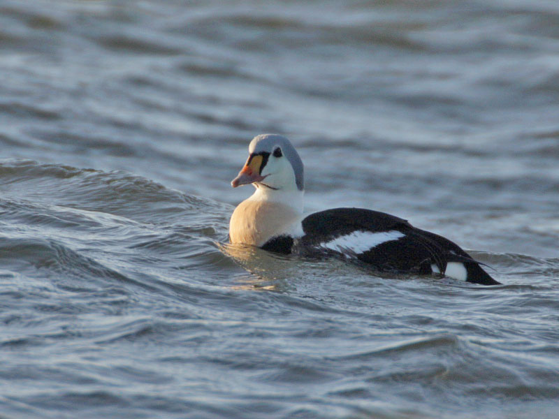 King Eider drake (2nd winter)