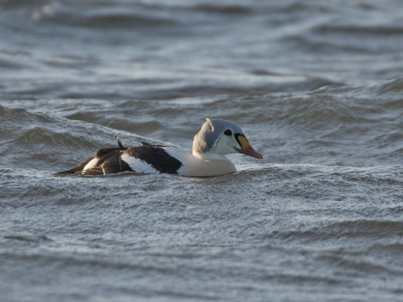 King Eider drake (2nd winter)