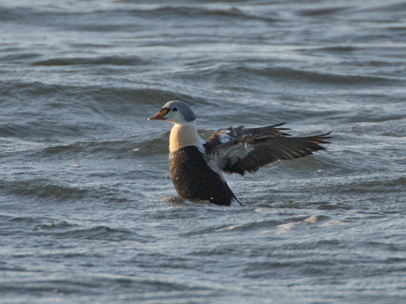 King Eider drake (2nd winter)