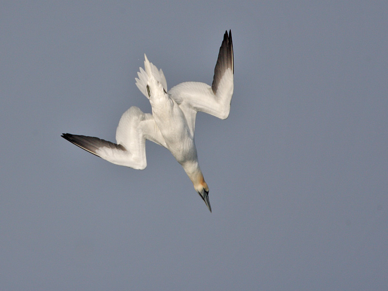 Gannet