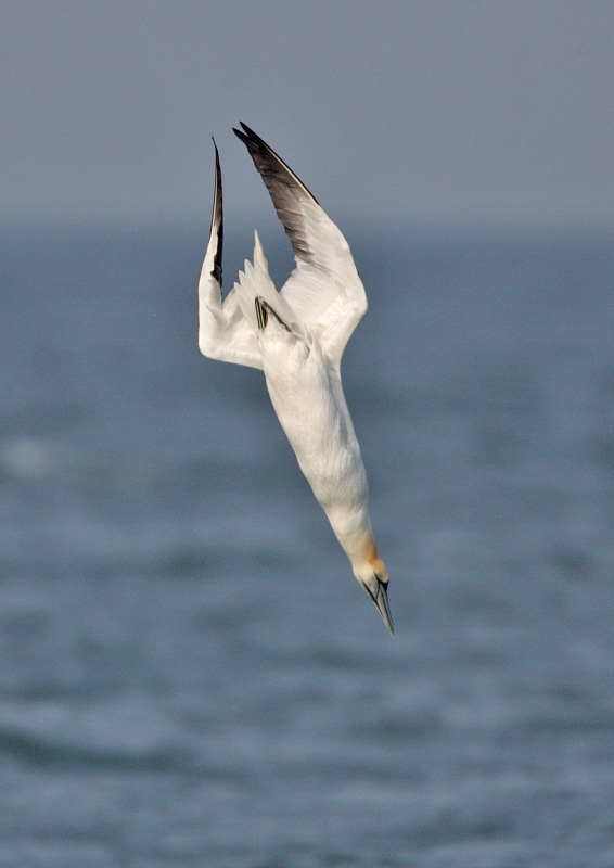 Gannet