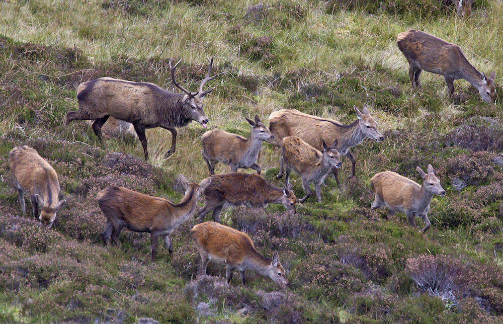 Red Deer stag and hinds