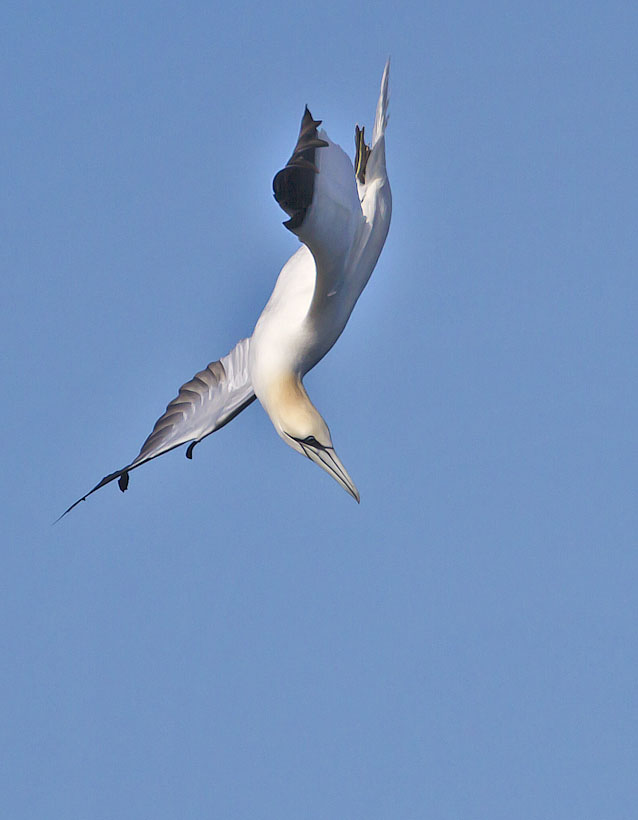 Gannet