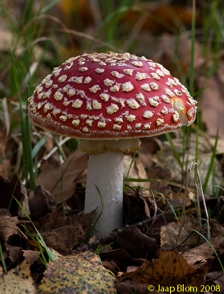 Vliegenzwam/Fly agaric / Amanita muscaria