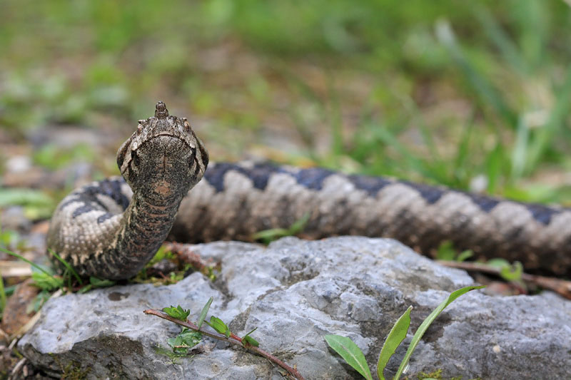 Nose-horned viper Vipera ammodytes modras_MG_1465-11.jpg