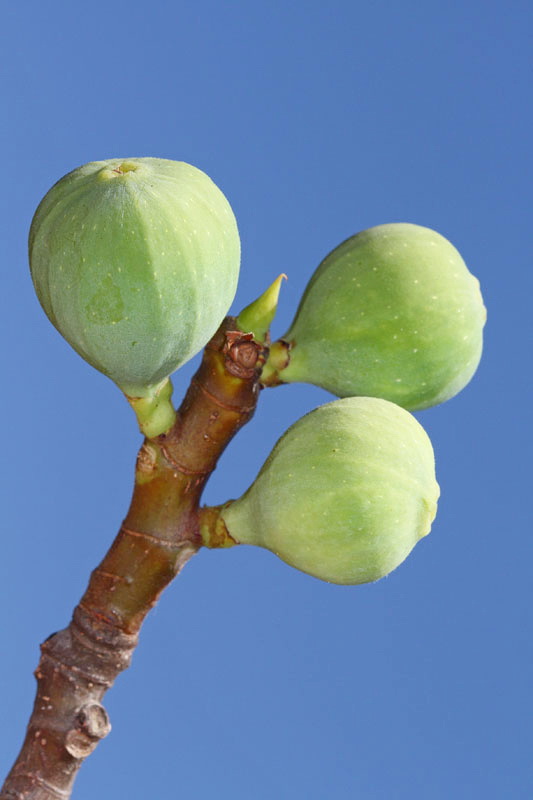 Common fig Ficus carica navadni smokvovec figa smokva_MG_2102-11.jpg