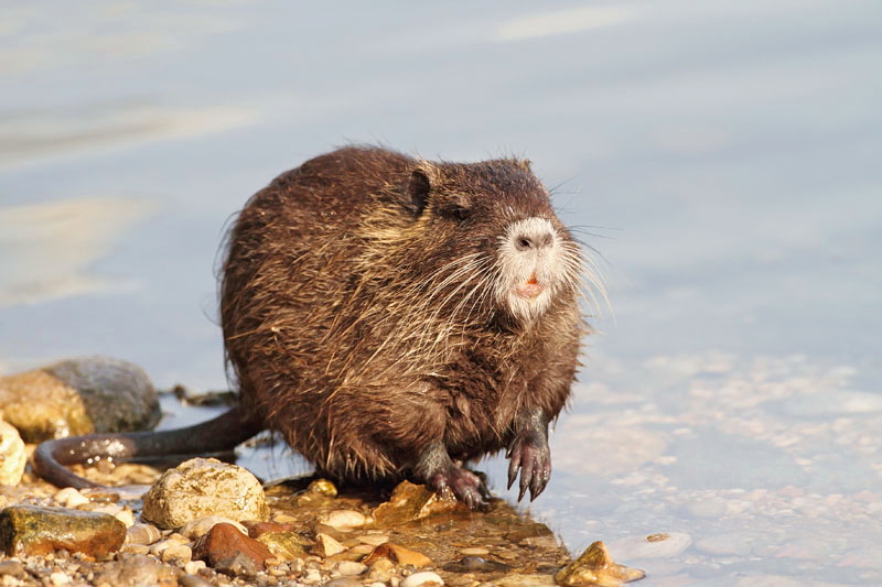 Young nutria mlada nutrija_MG_9540-11.jpg