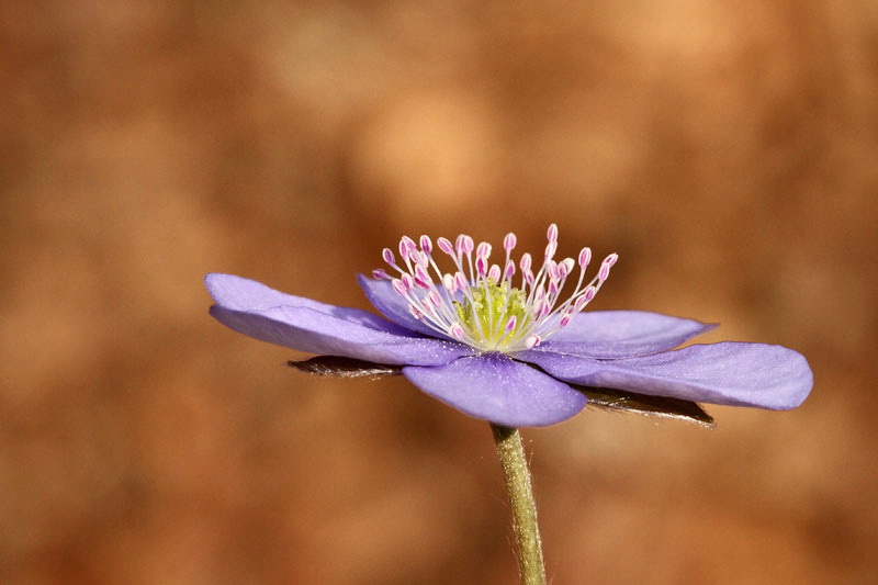 Liverleaf Hepatica nobilis navadni jetrnik_MG_1675-11.jpg