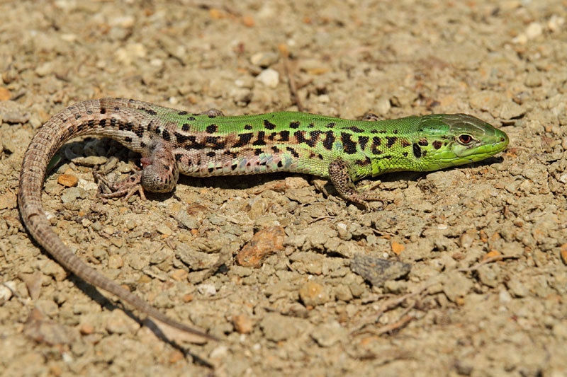 Balkan wall lizard Podarcis tauricus ionica balkanska kuarica_MG_2114-11.jpg