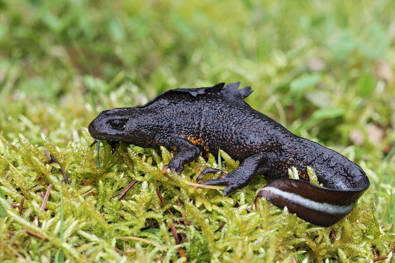 Italian crested newt Triturus carnifex veliki pupek_MG_1072-11.jpg