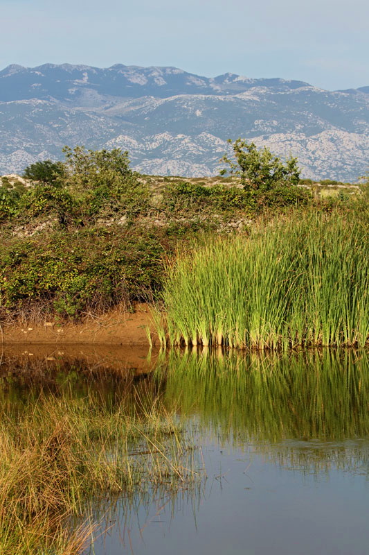 Pond kal_MG_1781-11.jpg