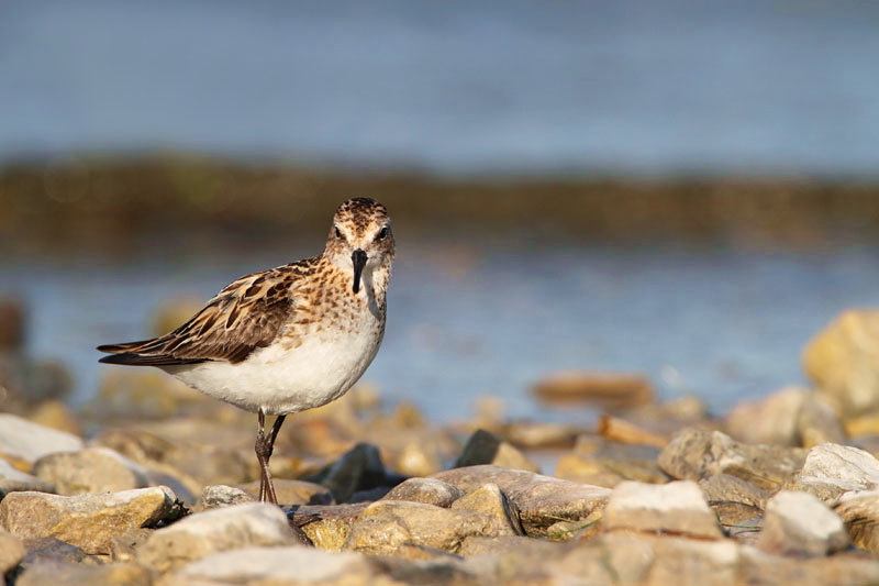 Little stint Calidris minuta mali prodnik_MG_2461-11.jpg