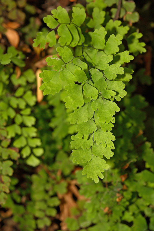 Maidenhair fern Adiantum capillus-veneris venerini lasci_MG_5823-1.jpg