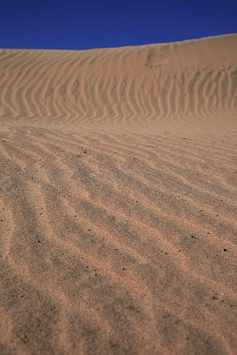 Desert puava_MG_4778-1.jpg