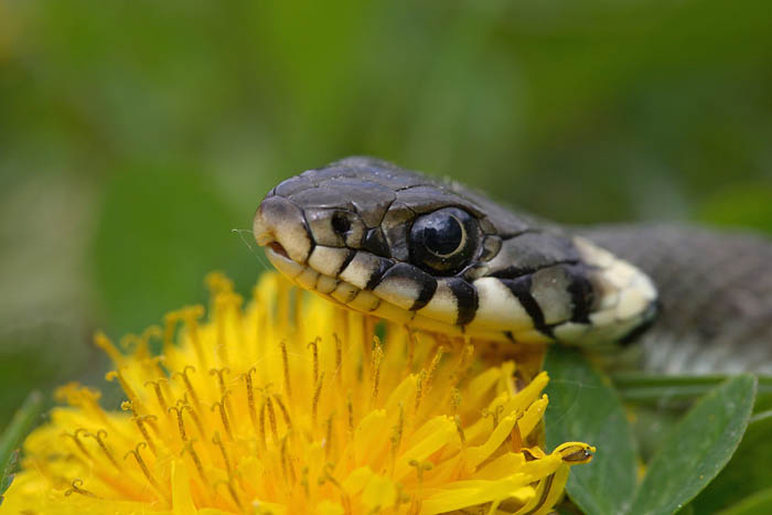 Grass snake Natrix natrix belouka_MG_7729-1.jpg