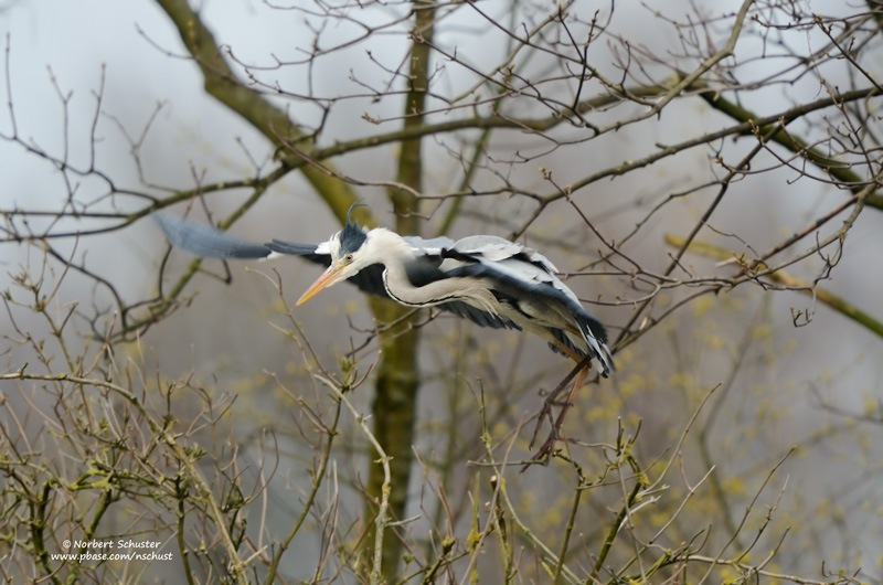 Grey Heron in Flight