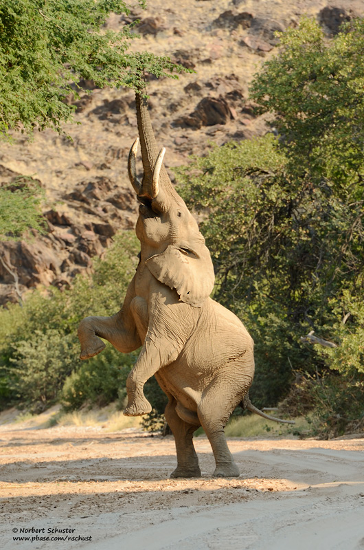 Reaching For Ana Tree Branches