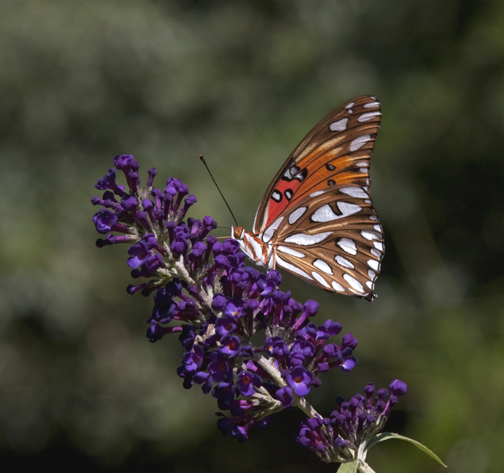 20110911_9964.jpg