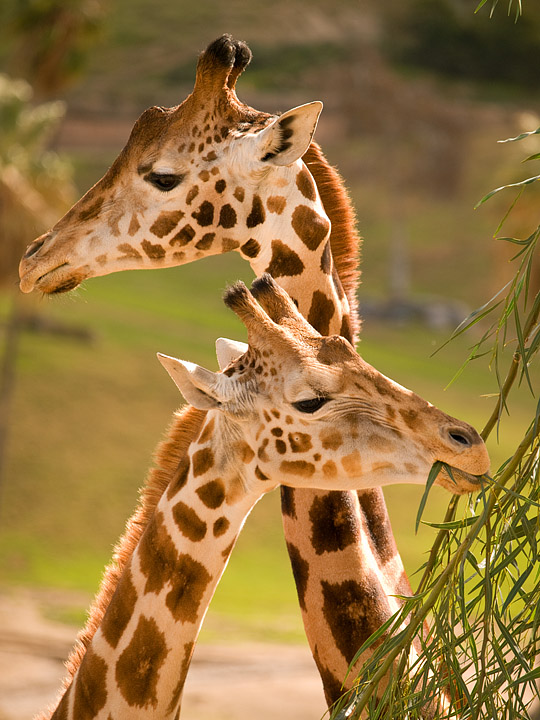 Giraffes