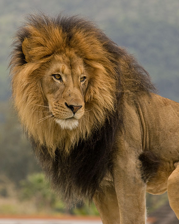 King Of Beasts