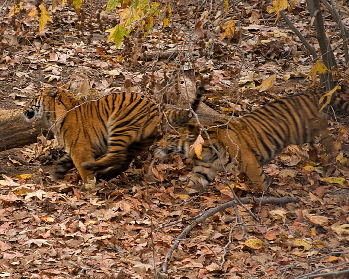 Tiger Chase