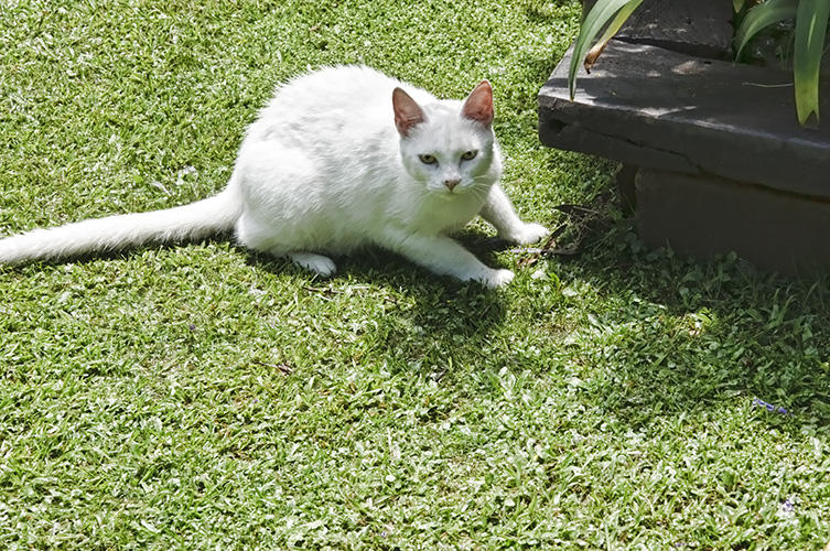 Gato Blanco at Gato Blanco Restaurant