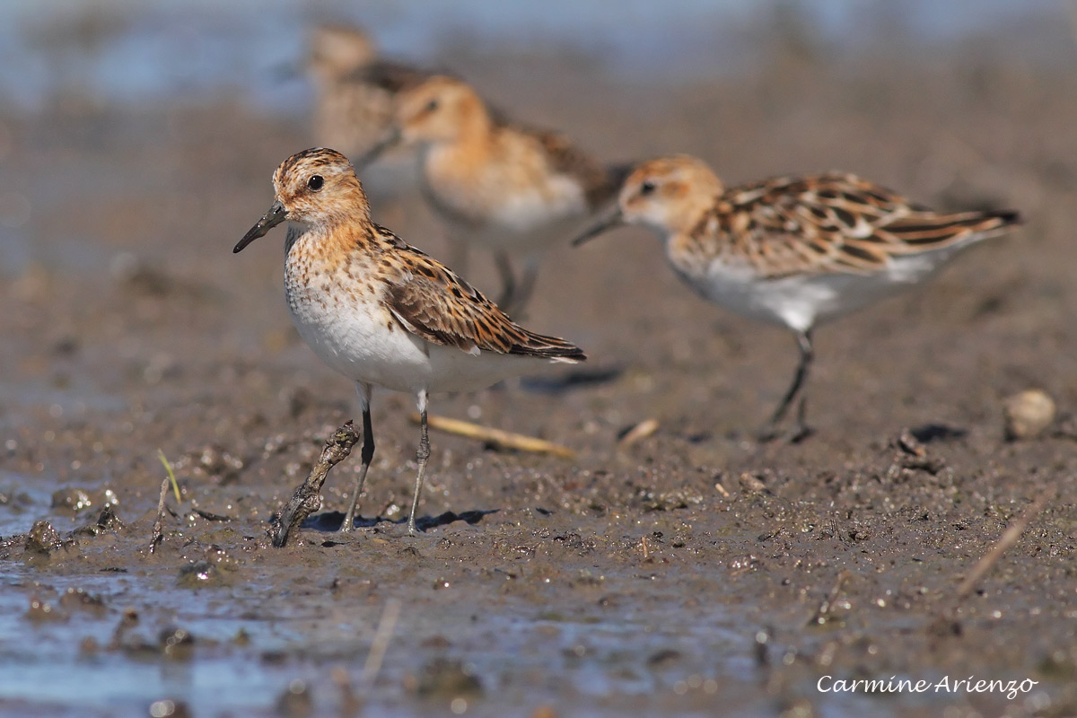 Gambecchio  Calidris minuta  2.jpg