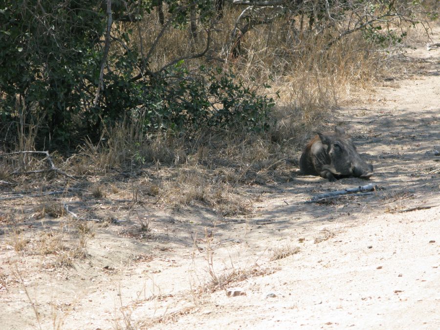 Wart hog