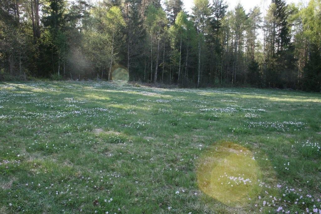 Wood anemone