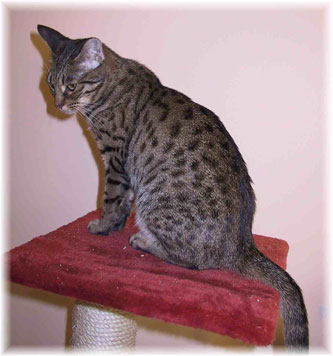o3/38/203938/1/87736510.NqR1PmrL.cataseewaltzingmatilda.jpg