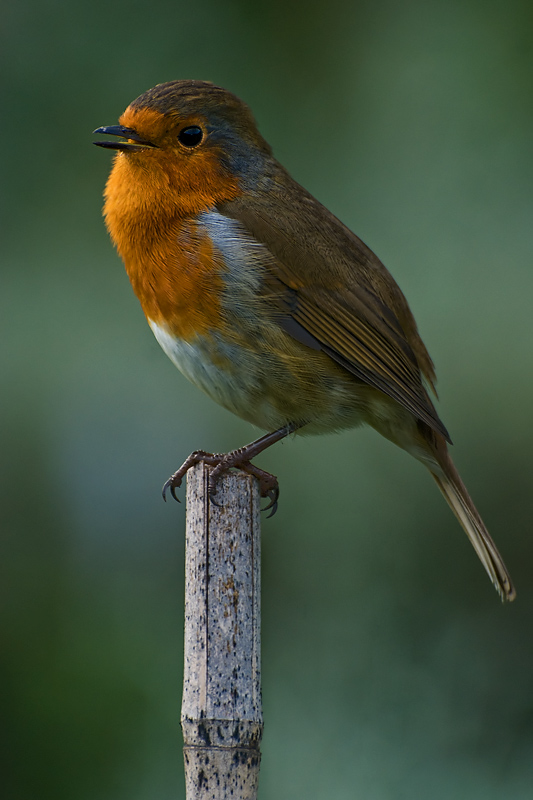 Robin on a cane