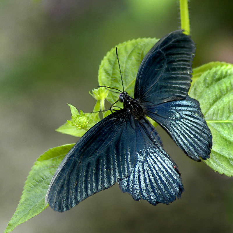 Buckfast ~ blue butterfly (3324)