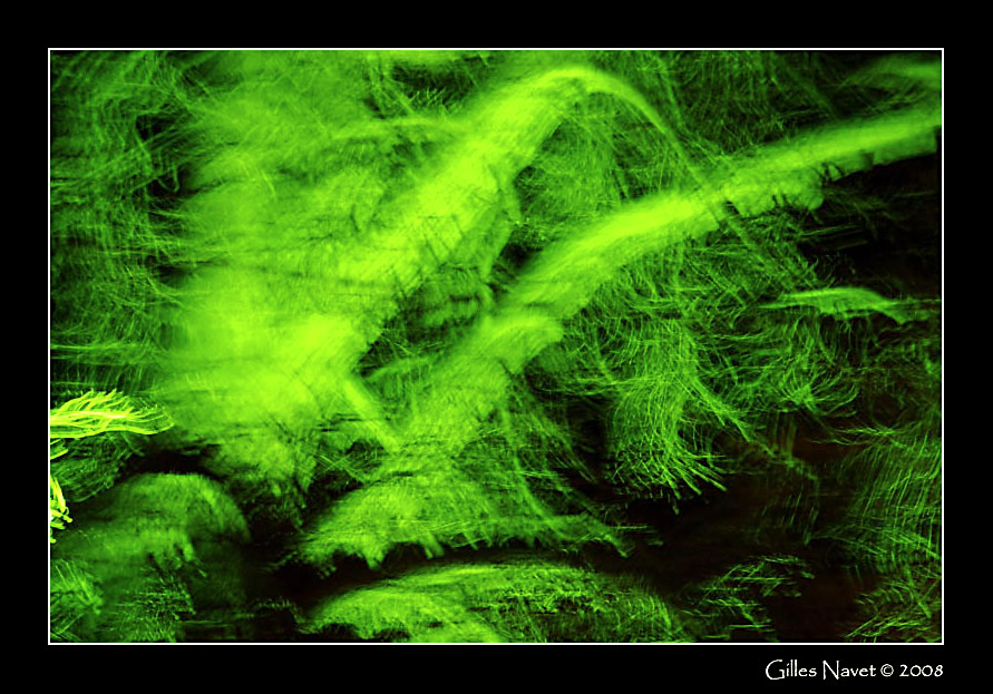 26/12/08 - Amazonia