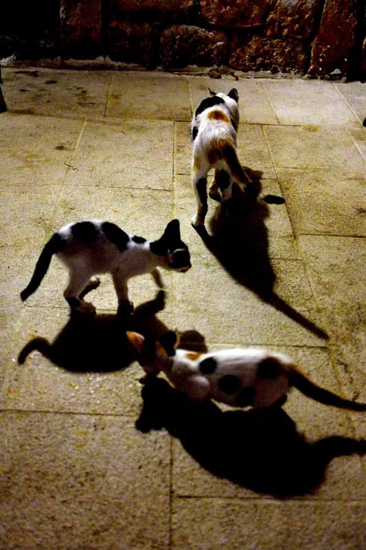 Les Chats Ston