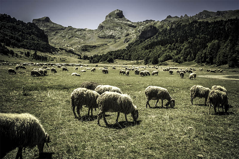 Moutons