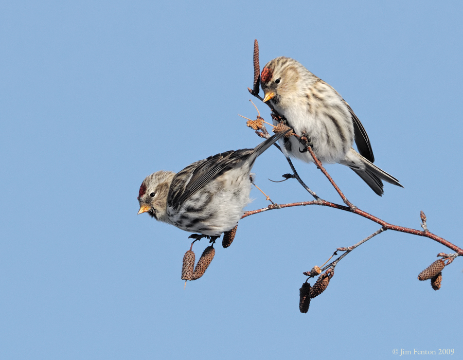 _NW86183 Common Redpolls