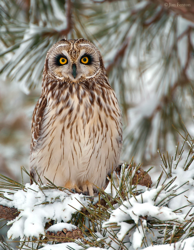 _JFF0883-Short-Eared-Owl.jpg