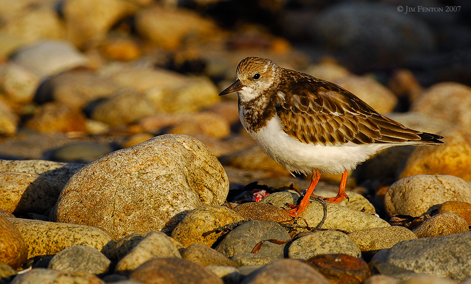 _JFF2879 Ruddy Turnstone Rock Rubble Bay Side.jpg