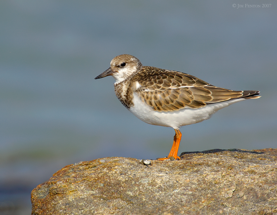 _JFF8829 Ruddy Turnstone.jpg