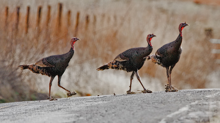 Wild Turkeys with muddy feet