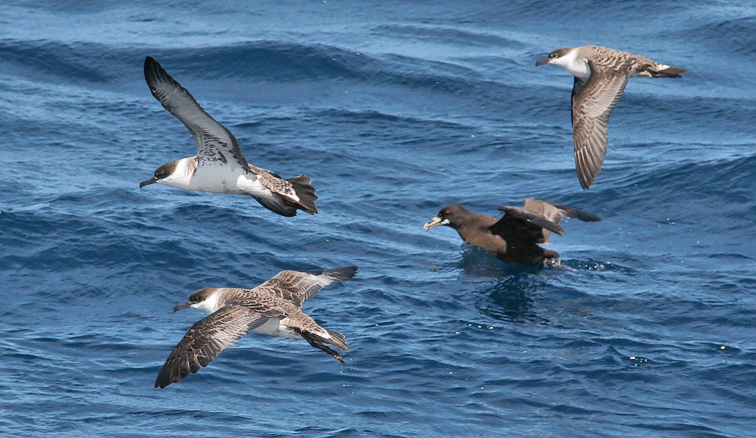 Greater Shearwaters with White-chinned Petrel (#1 of 2)