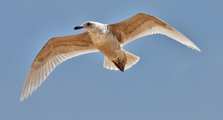 Glaucous-winged Gull, 1st cycle