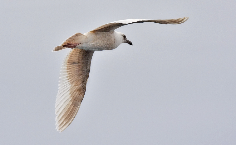 probable Glaucous-winged Gull, bleached 1st cycle (3 of 3)