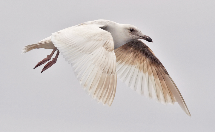 probable Glaucous-winged Gull, bleached 1st cycle (1 of 3)