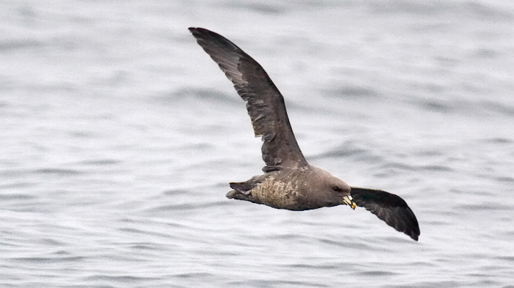 Northern Fulmar, medium-dark  phase