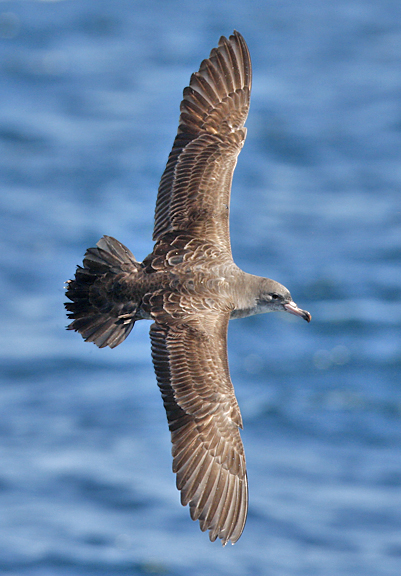 Pink-footed Shearwater