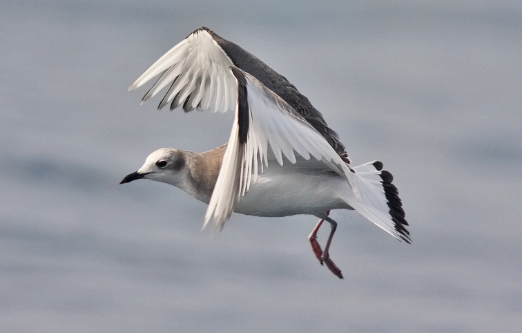 Sabines Gull, 1st cycle