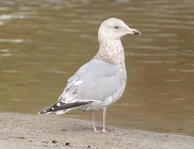 Thayers Iceland Gull, 3rd cycle (#4 of 4)
