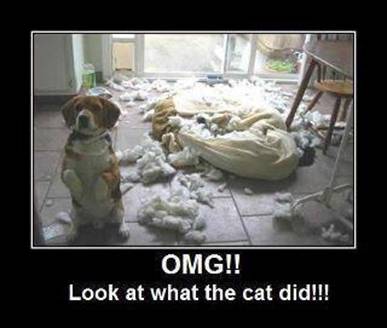bad dog