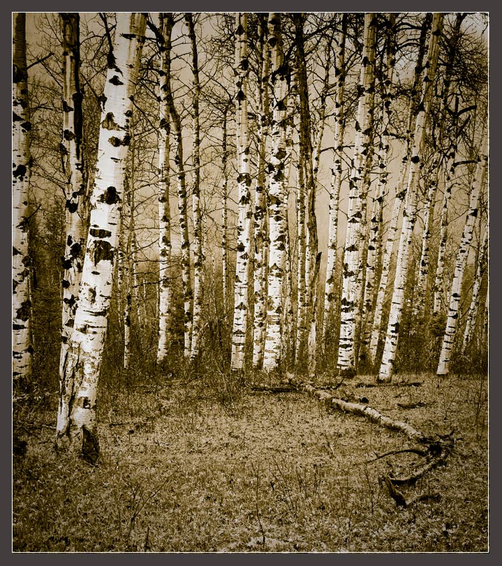 Aspen